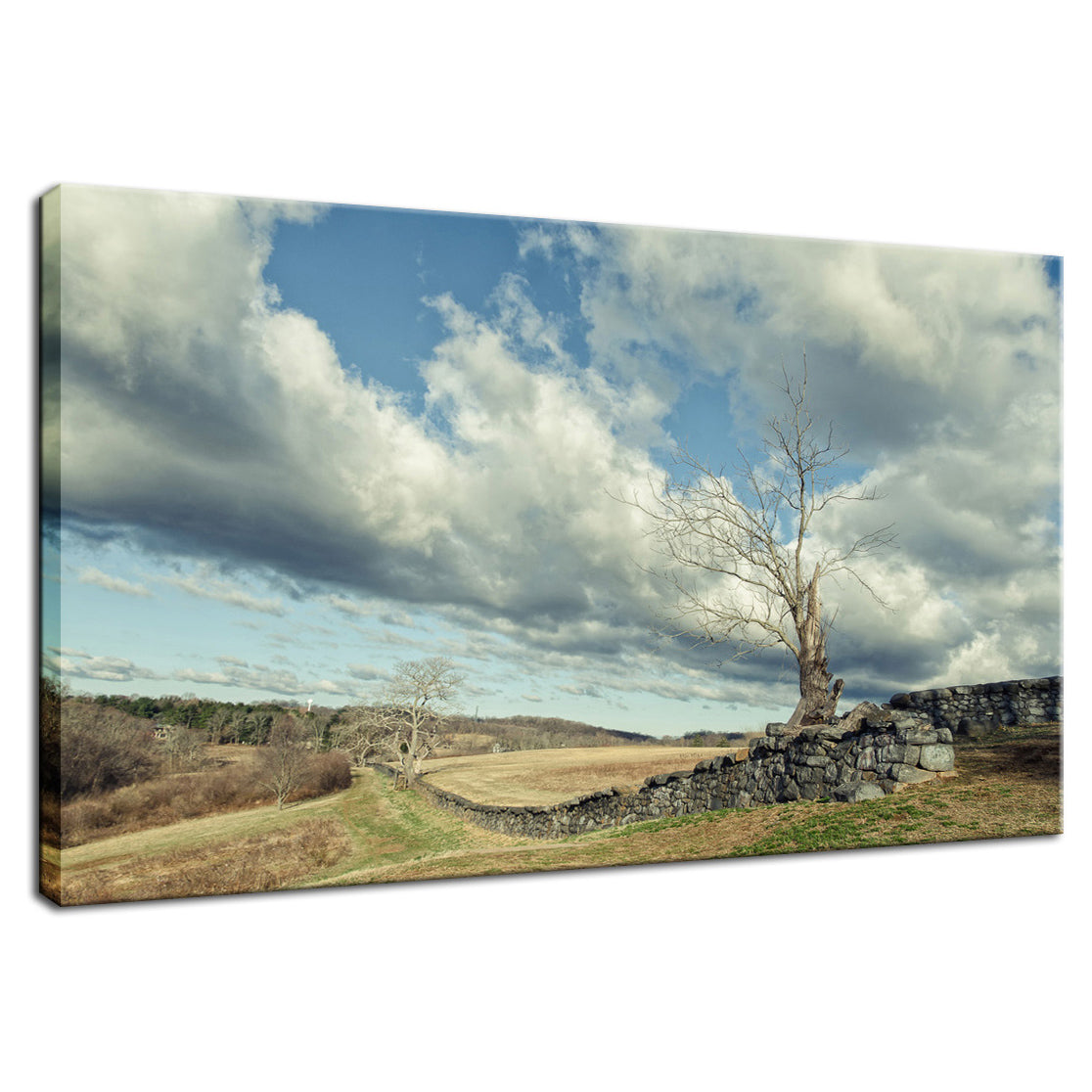 Dead Tree and Stone Wall - Split Toned Fine Art Canvas Wall Art Prints  - PIPAFINEART