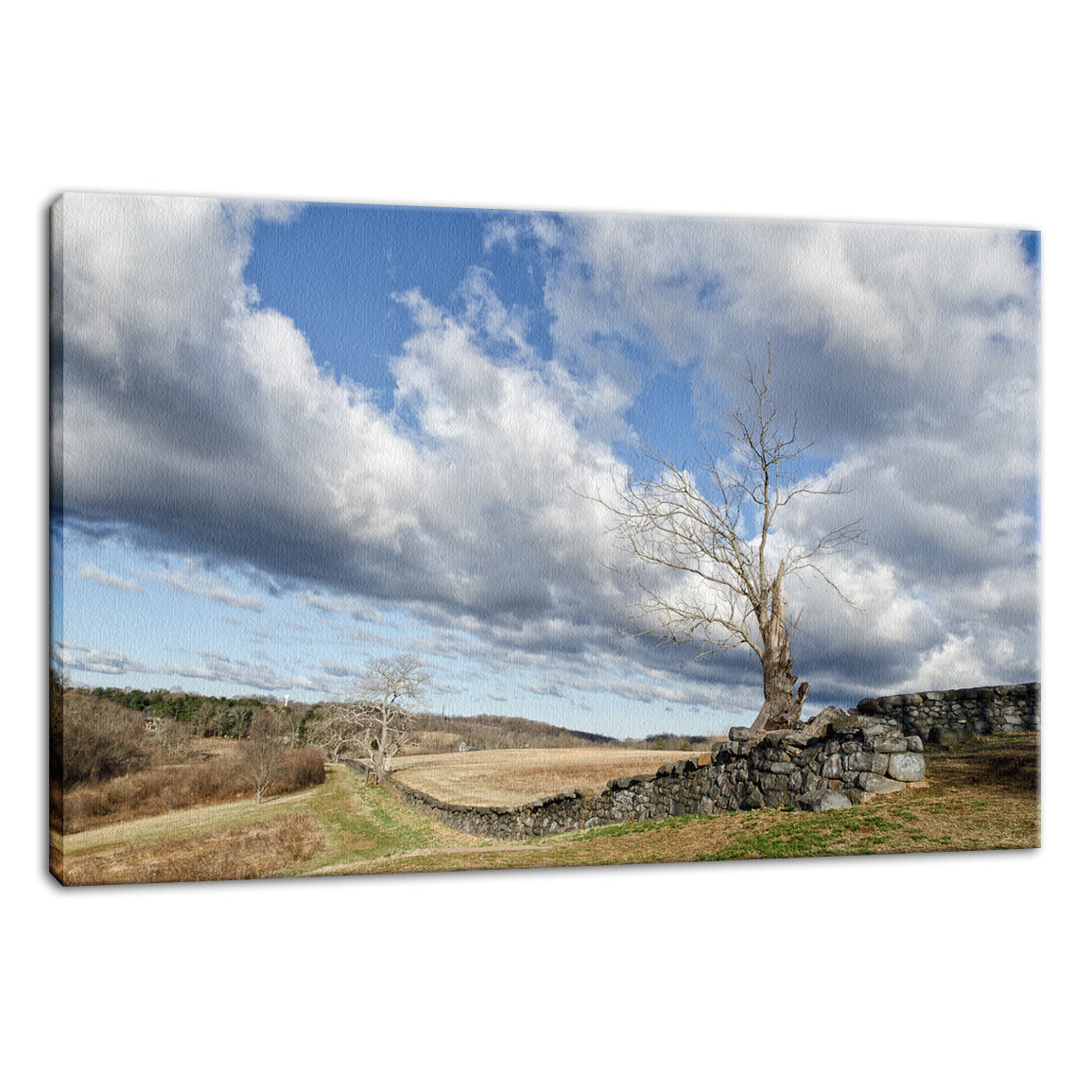 Dead Tree and Stone Wall - Color Fine Art Canvas Wall Art Prints - PIPAFINEART