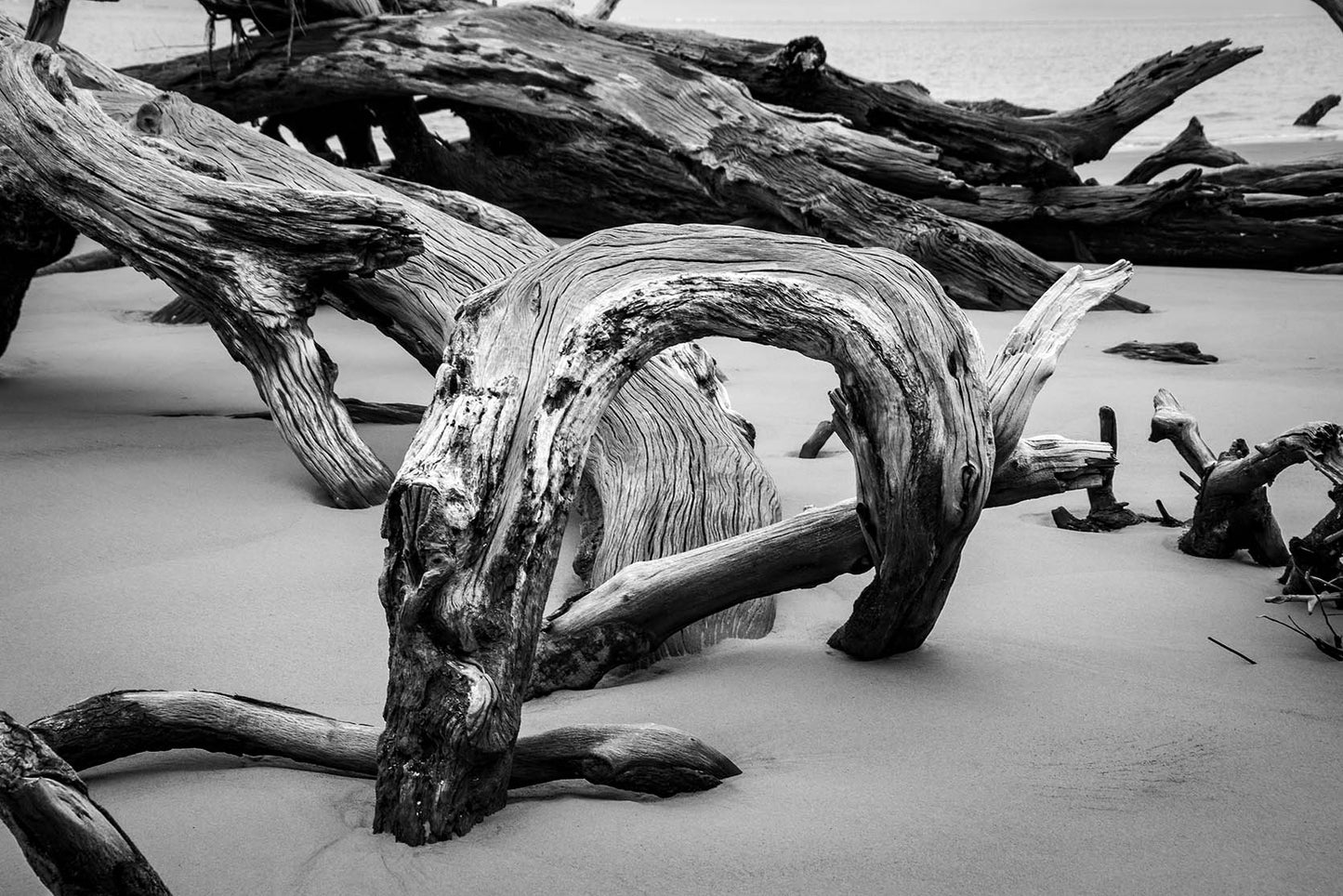 Hobby Lobby Coastal Wall Art: Dead Tree Boneyard Beach Florida 5 Black and White Rustic Landscape Photo Canvas Wall Art Print