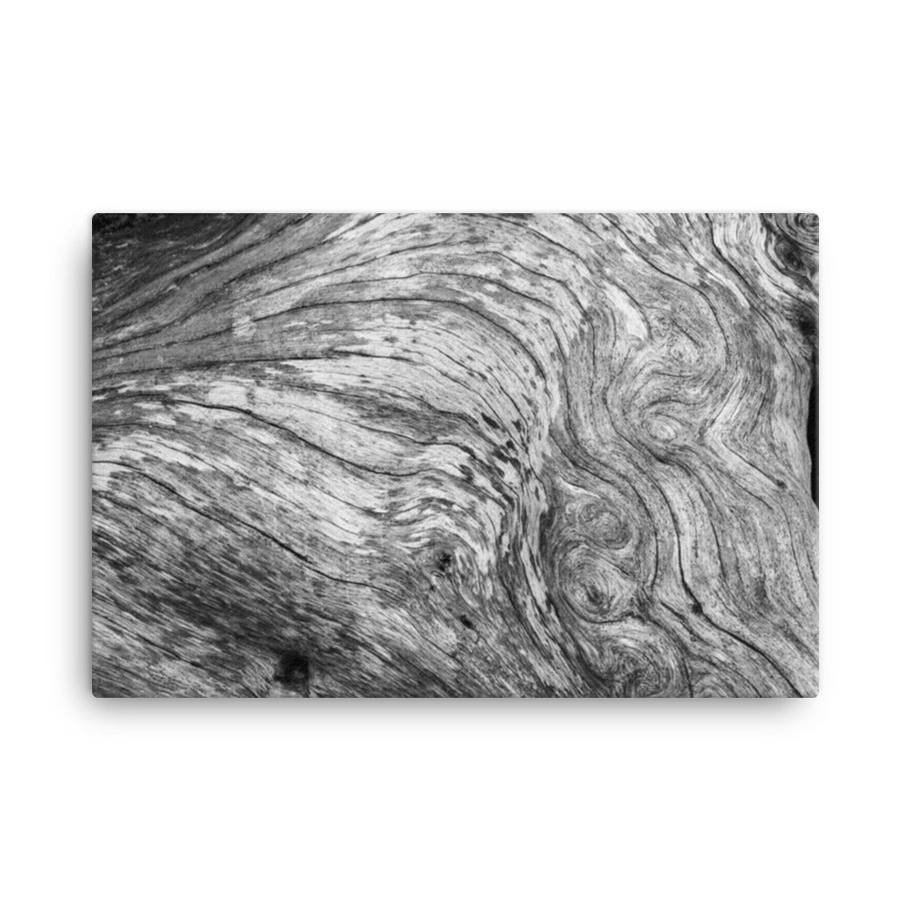 Dead Tree Boneyard Beach Florida Texture Close-up 2 Black and White Rustic Nature Photo Canvas Wall Art Print