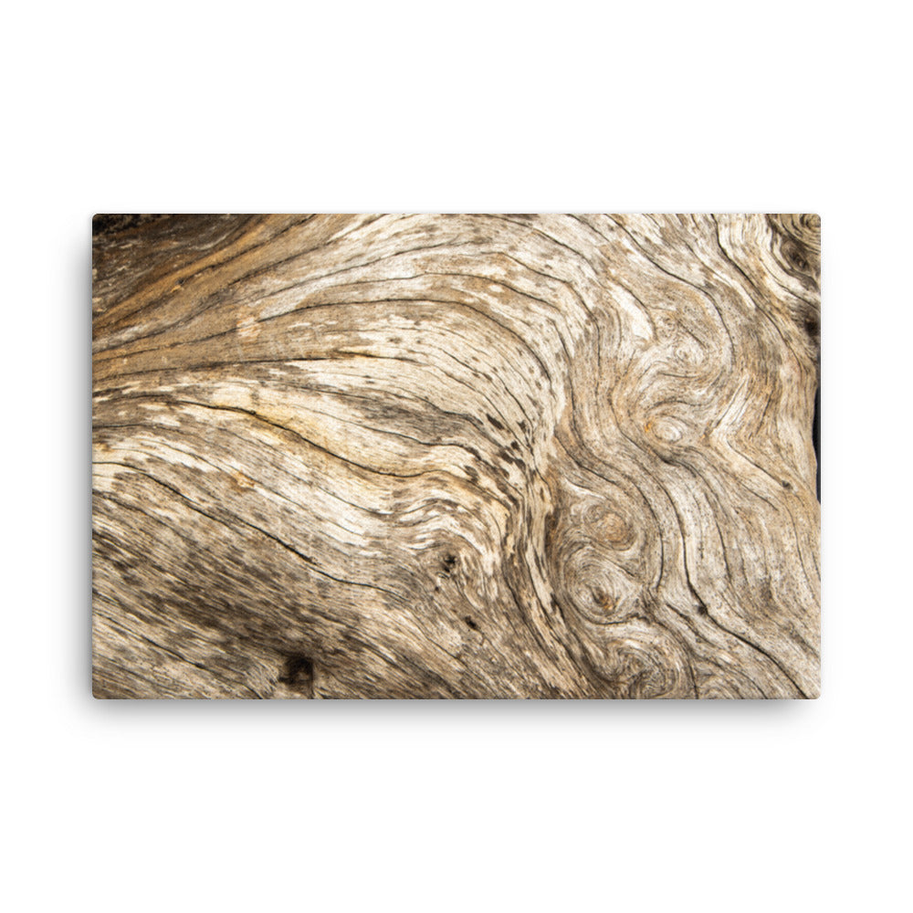 Dead Tree Boneyard Beach Florida Texture Close-up 3 Rustic Nature Photo Canvas Wall Art Print