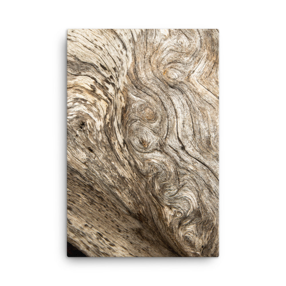 Dead Tree Boneyard Beach Florida Texture Close-up 4 Rustic Nature Photo Canvas Wall Art Print
