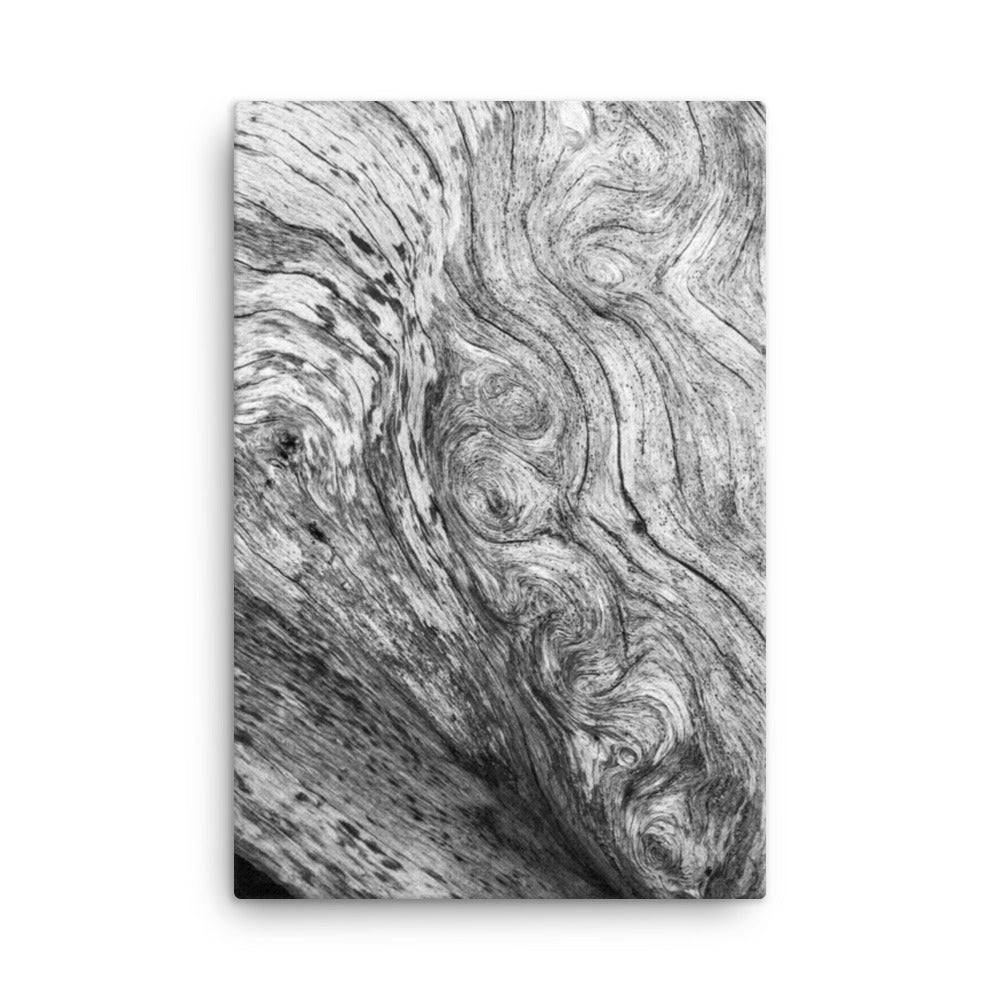 Dead Tree Boneyard Beach Florida Texture Close-up 5 Black and White Rustic Nature Photo Canvas Wall Art Print