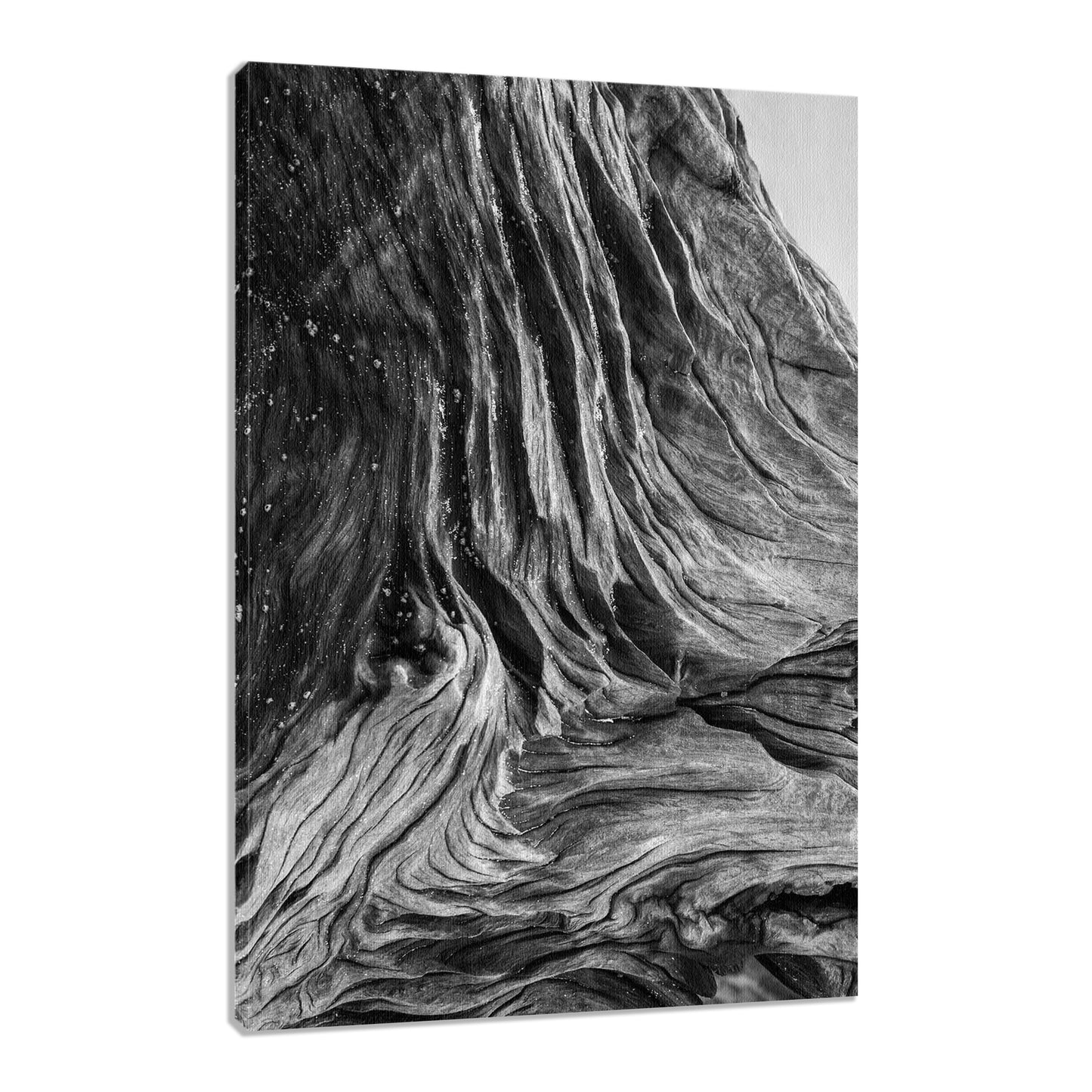 Large Rustic Coastal Driftwood Art: Dead Tree Boneyard Beach Florida Texture Close-up Black and White Rustic Nature Photo Fine Art Canvas Wall Art Print