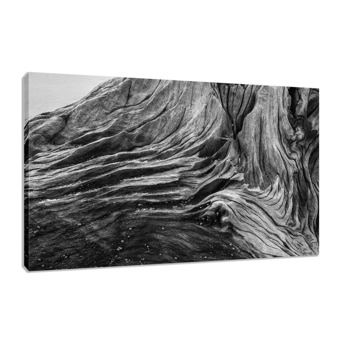 Large Rustic Art: Dead Tree Boneyard Beach Florida Texture Close-up Black and White Rustic Nature Photo Fine Art Canvas Wall Art Print
