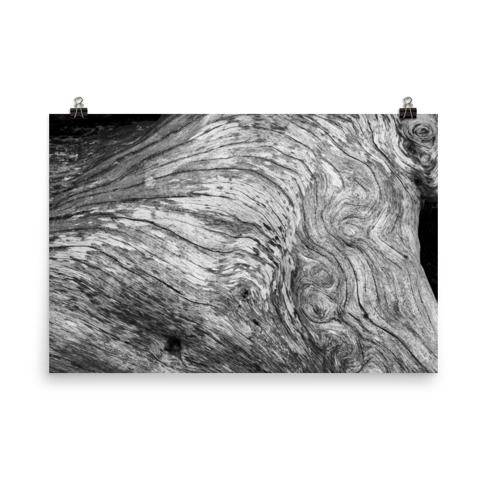 Freedom Coastal Prints: Dead Tree Boneyard Beach Florida Texture Close-up 2 Black and White Rustic Nature Photo - Loose Wall Art Print