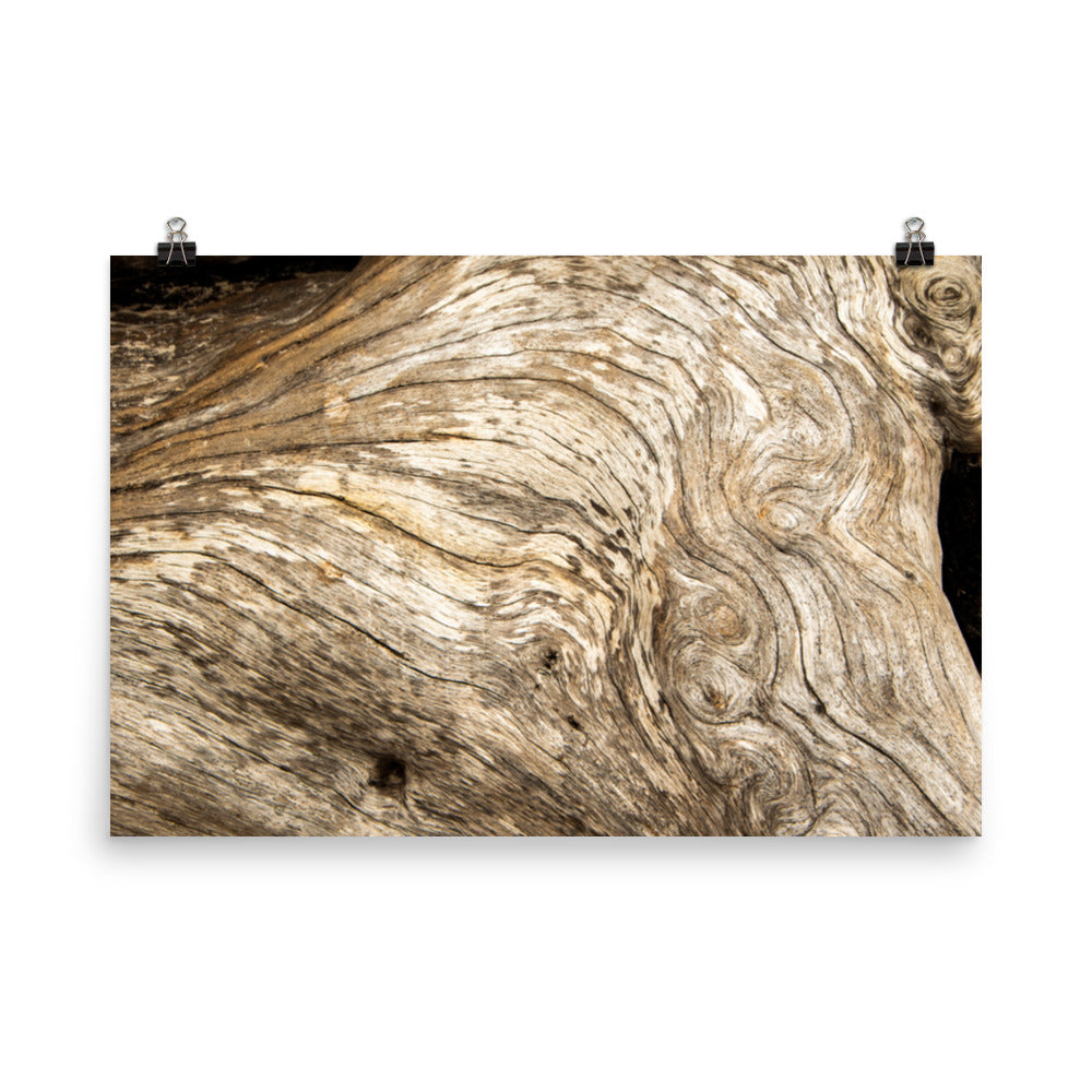 Abstract Beach Art Prints: Dead Tree Boneyard Beach Florida Texture Close-up 3 Rustic Nature Photo - Loose Wall Art Print