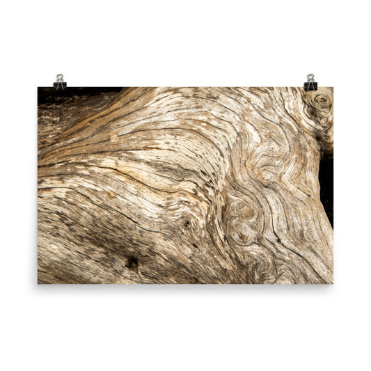 Abstract Beach Art Prints: Dead Tree Boneyard Beach Florida Texture Close-up 3 Rustic Nature Photo - Loose Wall Art Print