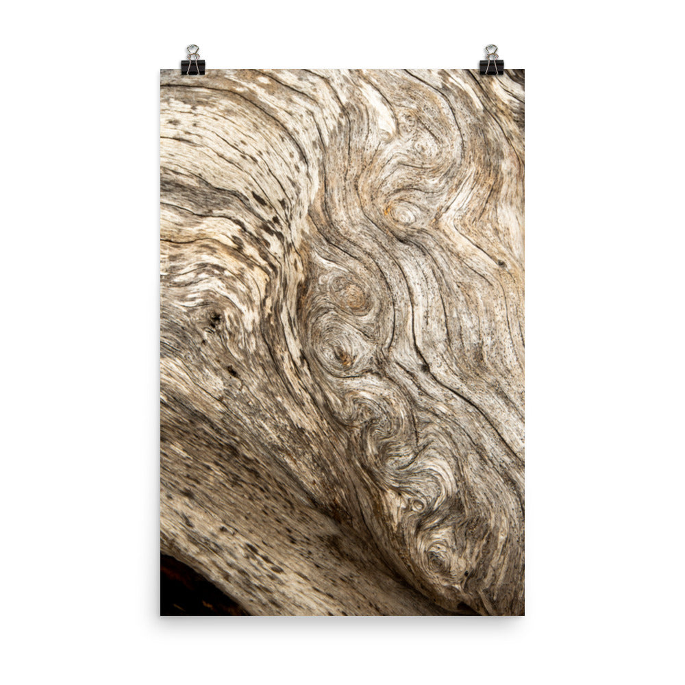 Coastal Abstract Artwork: Dead Tree Boneyard Beach Florida Texture Close-up 4 Rustic Nature Photo Loose Wall Art Print