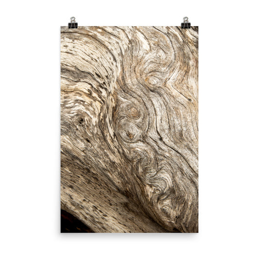 Coastal Abstract Artwork: Dead Tree Boneyard Beach Florida Texture Close-up 4 Rustic Nature Photo Loose Wall Art Print