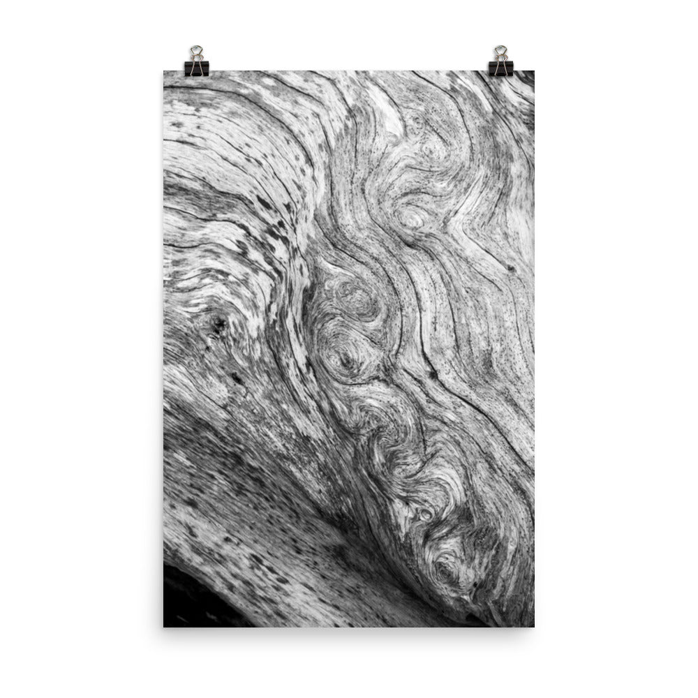 Coastal Artwork For Sale: Dead Tree Boneyard Beach Florida Texture Close-up 5 Black and White Rustic Nature Photo - Loose Wall Art Print