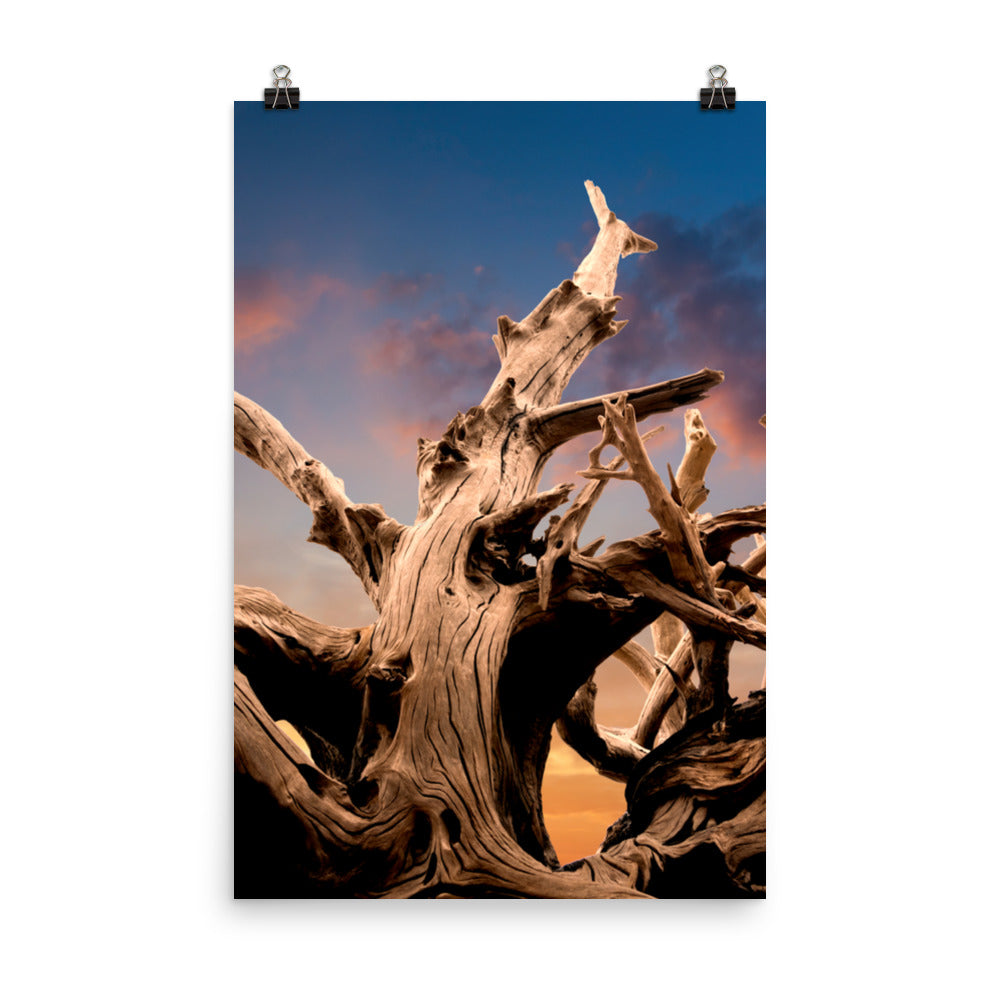 Bathroom Sea Wall Decor: Wilted Cypress Tree and Sunrise Nature Photo Loose Wall Art Prints
