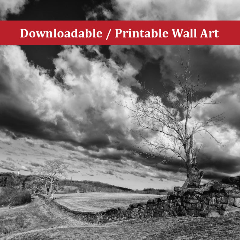 Dead Tree and Stone Wall Black and White Landscape Photo DIY Wall Decor Instant Download Print - Printable - PIPAFINEART
