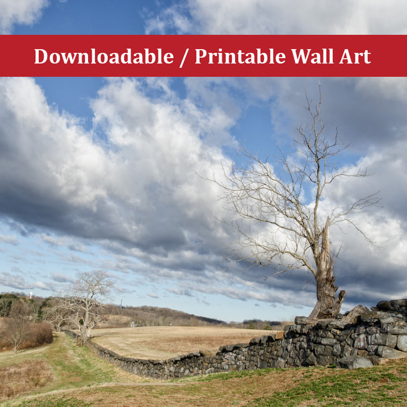 Dead Tree and Stone Wall Landscape Photo DIY Wall Decor Instant Download Print - Printable - PIPAFINEART