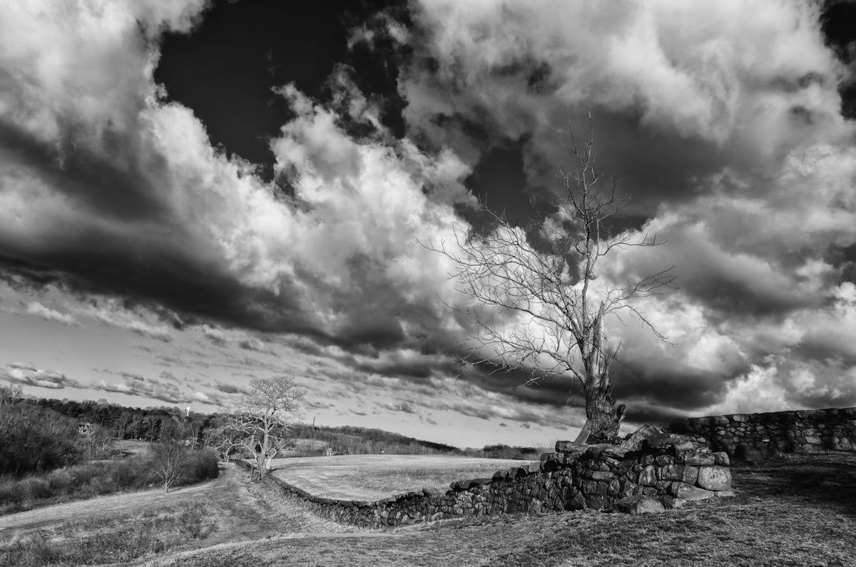 Dead Tree and Stone Wall in Black and White Fine Art Canvas Wall Art Prints - PIPAFINEART