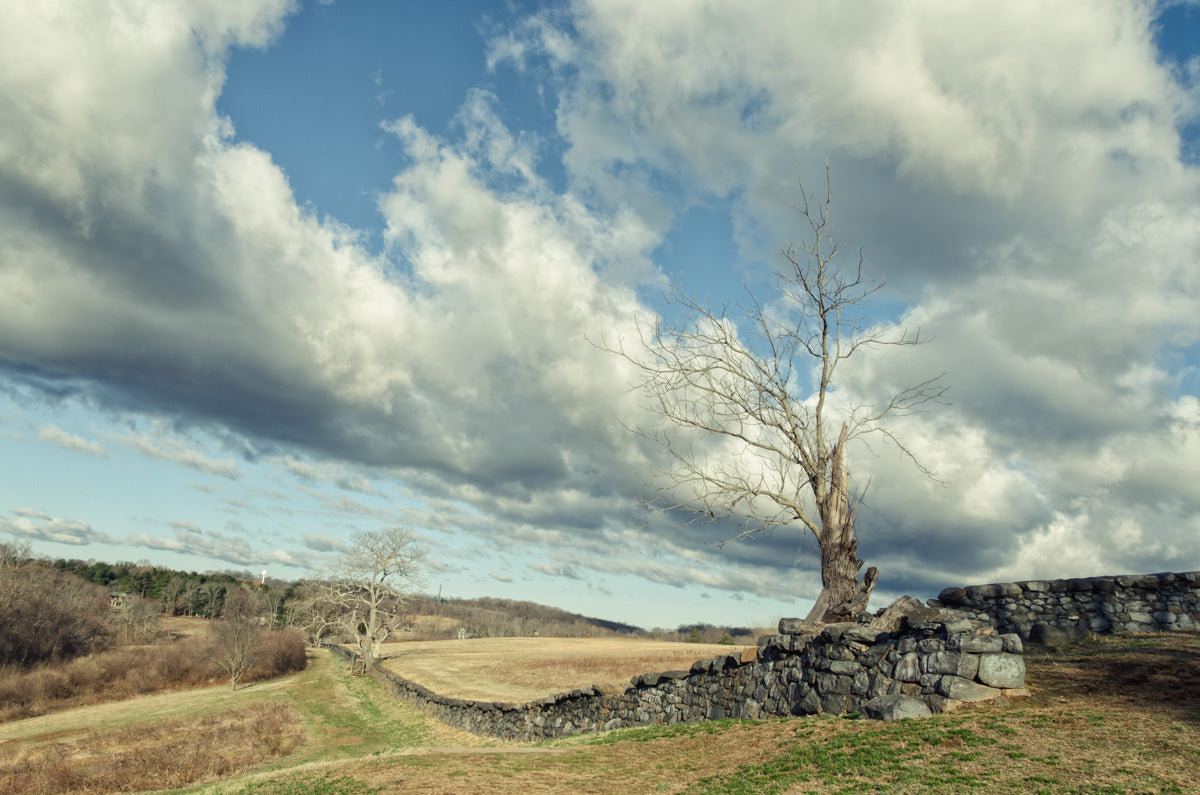 Dead Tree and Stone Wall - Split Toned Fine Art Canvas Wall Art Prints - PIPAFINEART