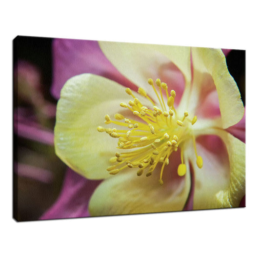 Delicate Columbine Nature / Floral Photo Fine Art Canvas Wall Art Prints  - PIPAFINEART