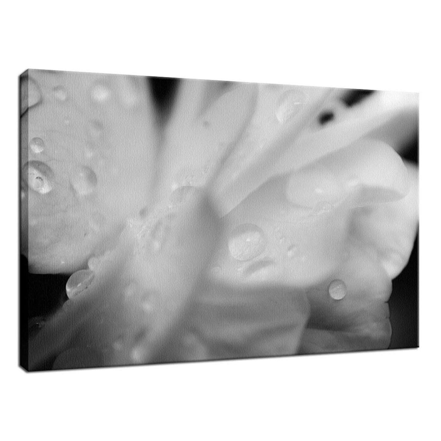 Delicate Rose Petals Black & White Nature / Floral Photo Fine Art Canvas Wall Art Prints - PIPAFINEART