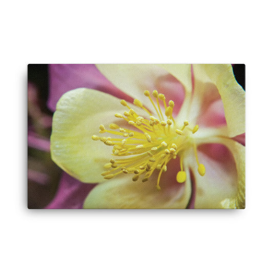 Delicate Columbine Floral Botanical Nature Photo Canvas Wall Art Prints