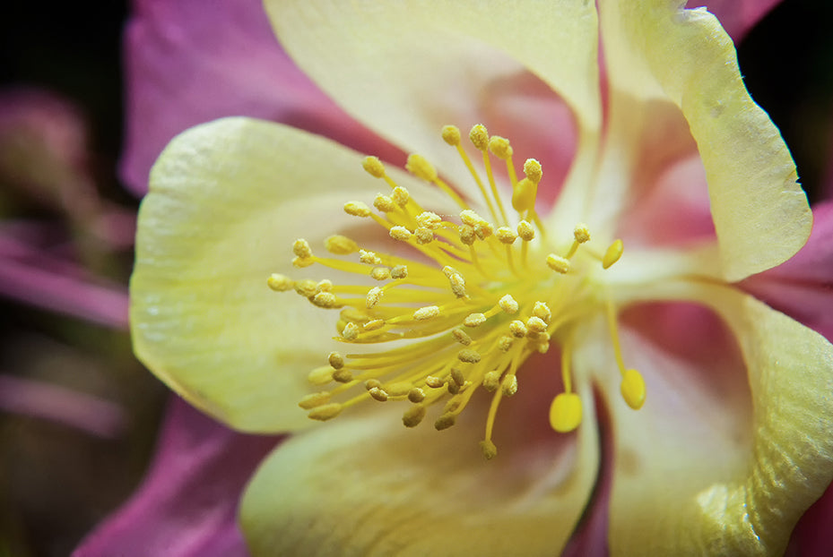 Delicate Columbine Nature / Floral Photo Fine Art Canvas Wall Art Prints - PIPAFINEART