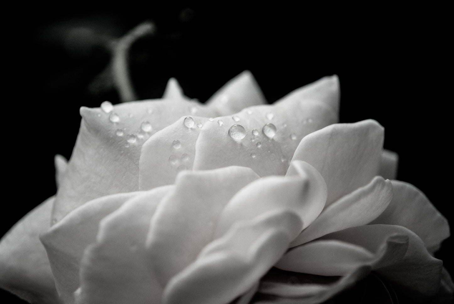 Hallway Canvas Art: Delicate Rose with Water Droplets - Black and White - Nature / Floral Photo Fine Art Canvas Wall Art Prints - PIPAFINEART