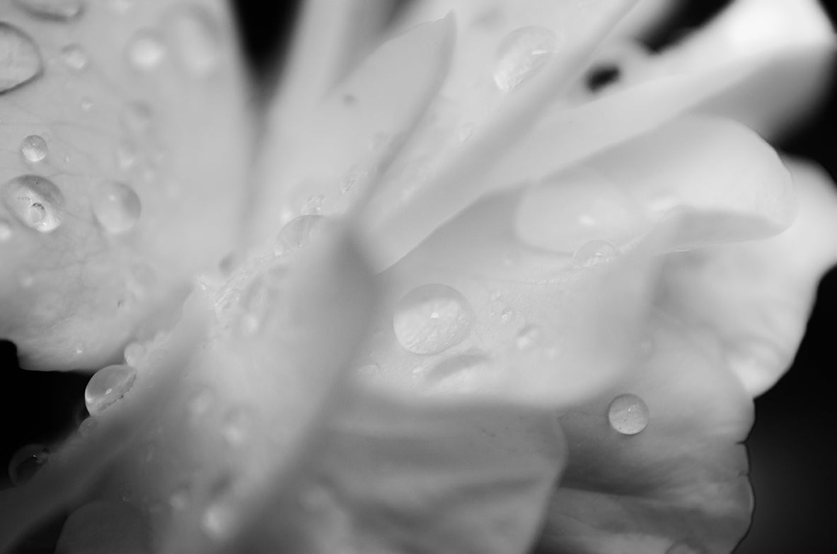 Delicate Rose Petals Black & White Nature / Floral Photo Fine Art Canvas Wall Art Prints - PIPAFINEART