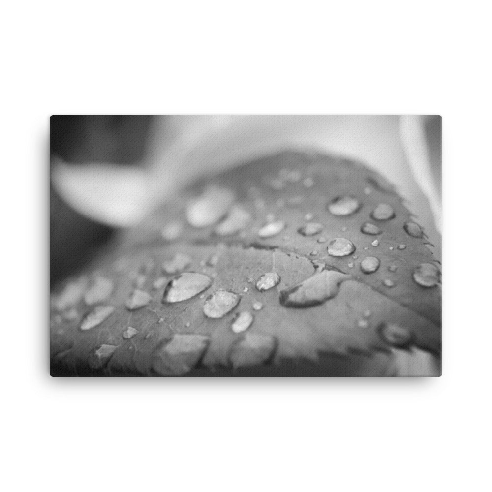 Dew on Leaf of Rose Plant Black and White Floral Nature Canvas Wall Art Prints