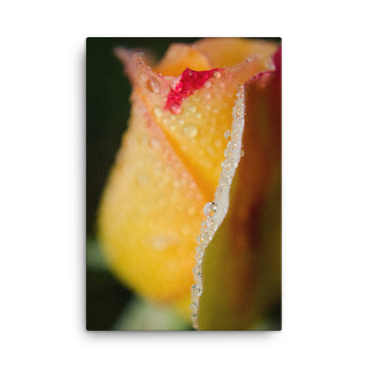 Dew on Yellow Rose Floral Botanical Nature Photo Canvas Wall Art Prints