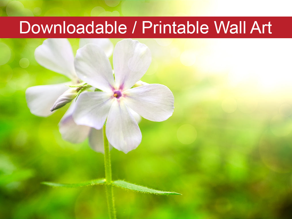 Beauty of the Forest Floor DIY Wall Decor Instant Download Print - Printable Wall Art - PIPAFINEART