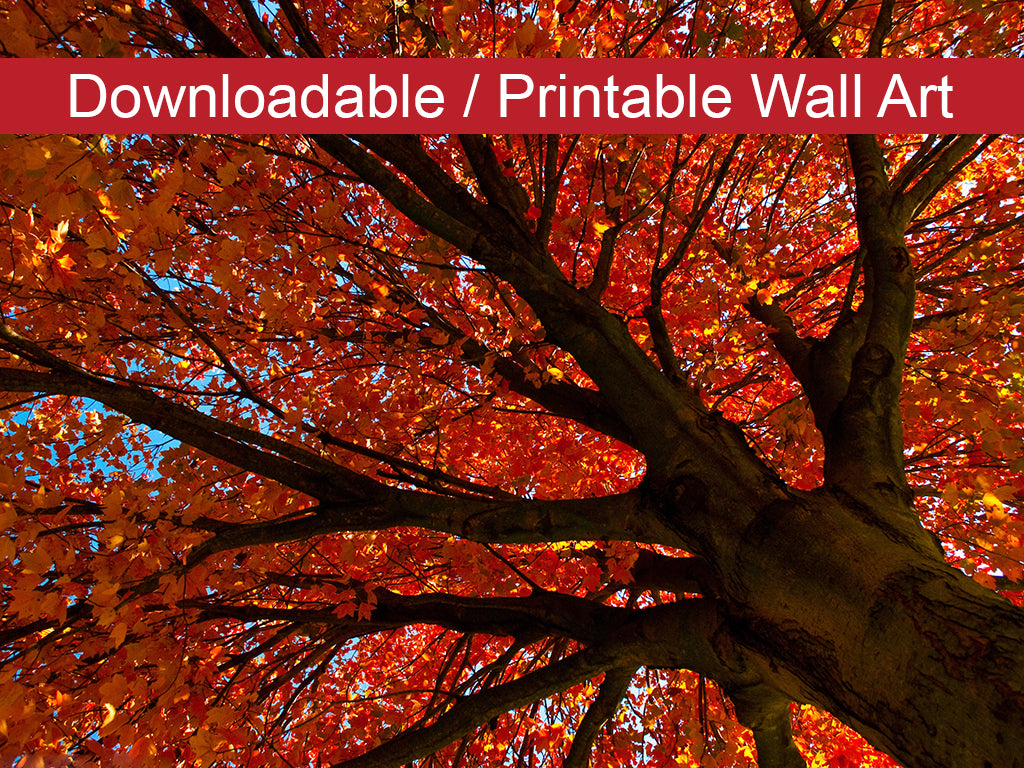 Shimmering Orange DIY Wall Decor Instant Download Print - Printable Wall Art - PIPAFINEART