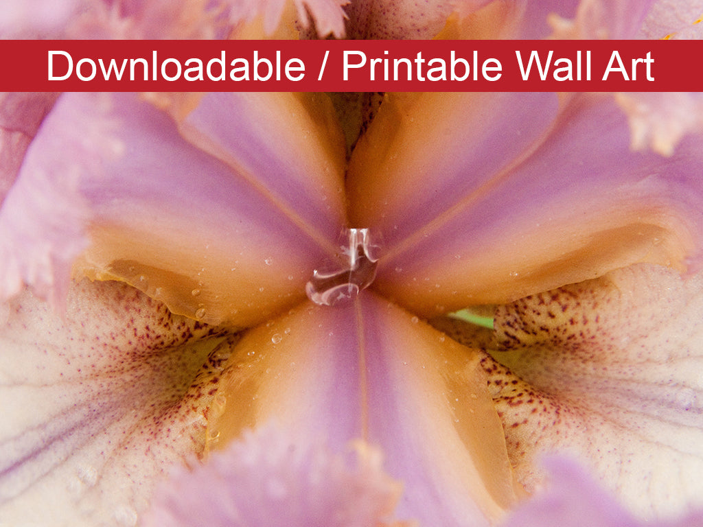 Symmetry of Nature DIY Wall Decor Instant Download Print - Printable Wall Art - PIPAFINEART