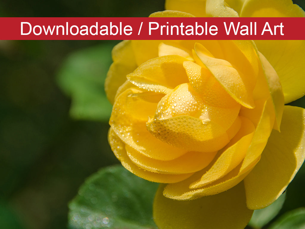 Friendship Rose Floral Nature Photo DIY Wall Decor Instant Download Print - Printable - PIPAFINEART