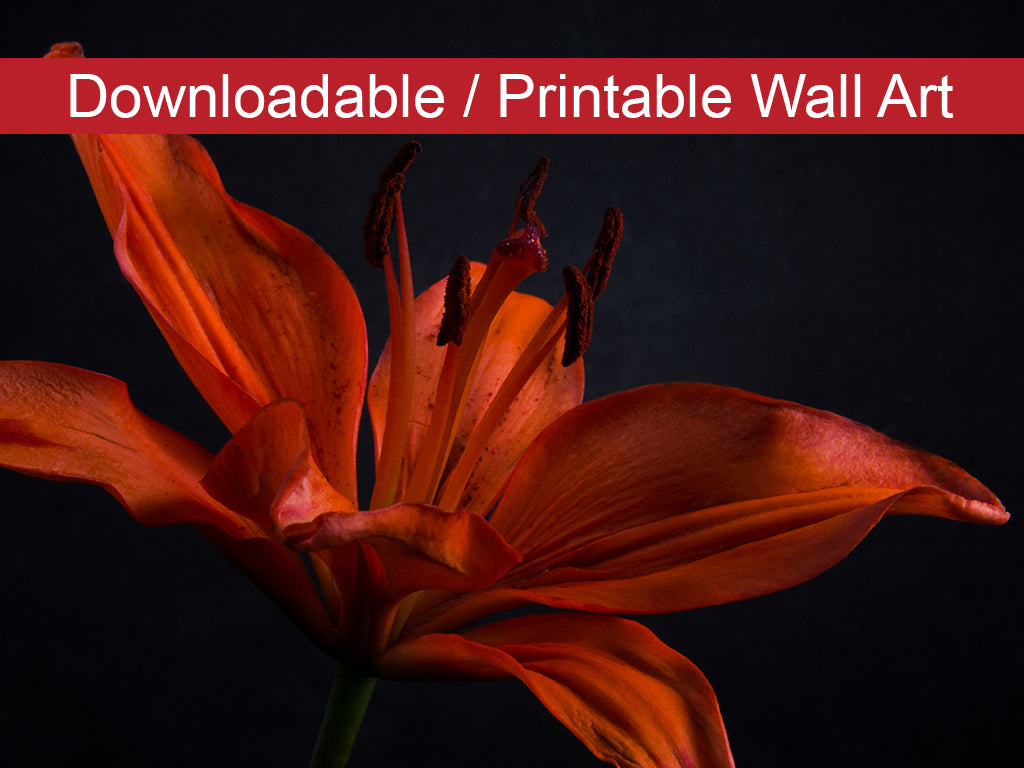 Orange Lily with Backlight DIY Wall Decor Instant Download Print - Printable Wall Art - PIPAFINEART