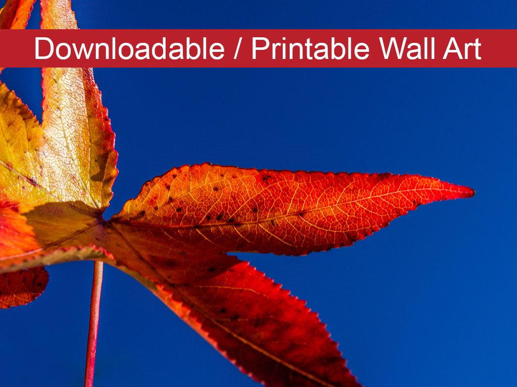 Fall Colors Botanical Nature Photo DIY Wall Decor Instant Download Print - Printable - PIPAFINEART
