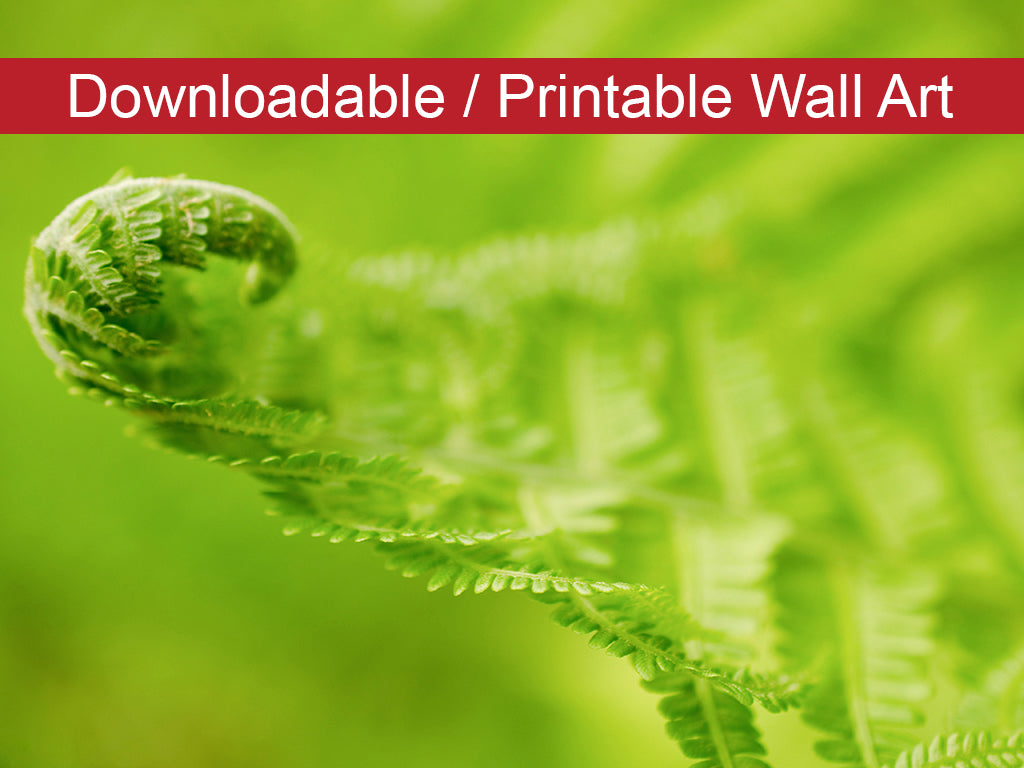 Fern Leaf Curl Botanical Nature Photo DIY Wall Decor Instant Download Print - Printable - PIPAFINEART