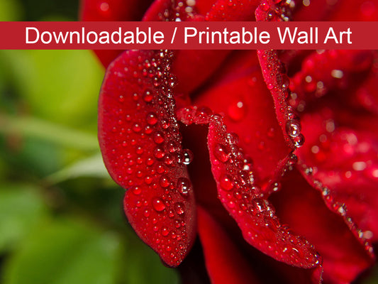 Bold and Beautiful Floral Nature Photo DIY Wall Decor Instant Download Print - Printable  - PIPAFINEART