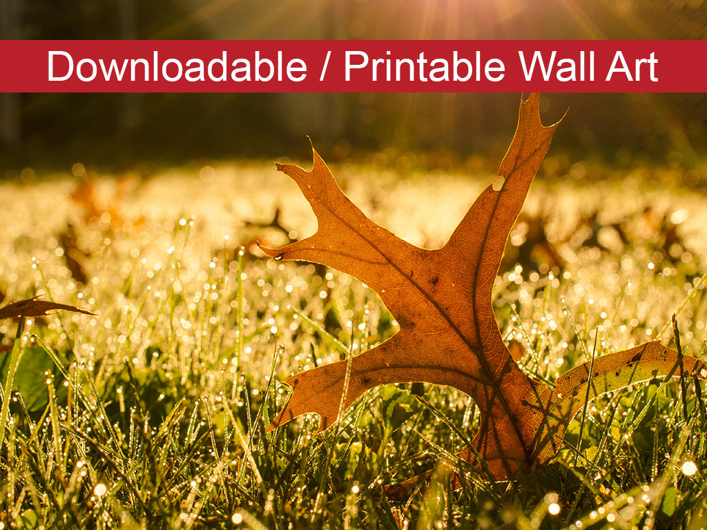 Fall Leaf in Morning Sun Botanical Nature Photo DIY Wall Decor Instant Download Print - Printable - PIPAFINEART