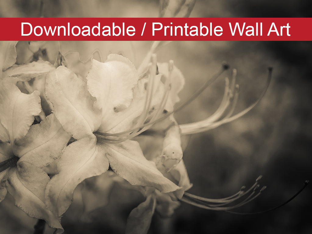 Sepia Aged Rhododendron Blooms DIY Wall Decor Instant Download Print - Printable Wall Art - PIPAFINEART