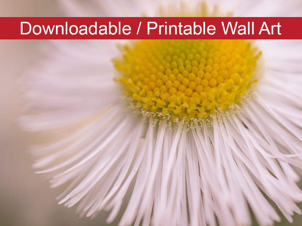 Philadelphia Fleabane Single Bloom DIY Wall Decor Instant Download Print - Printable Wall Art - PIPAFINEART