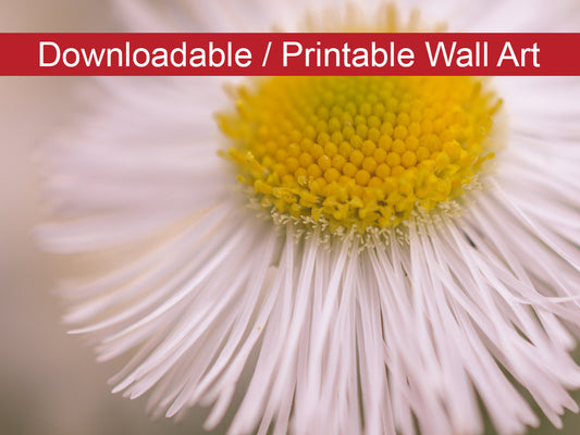 Philadelphia Fleabane Single Bloom DIY Wall Decor Instant Download Print - Printable Wall Art  - PIPAFINEART
