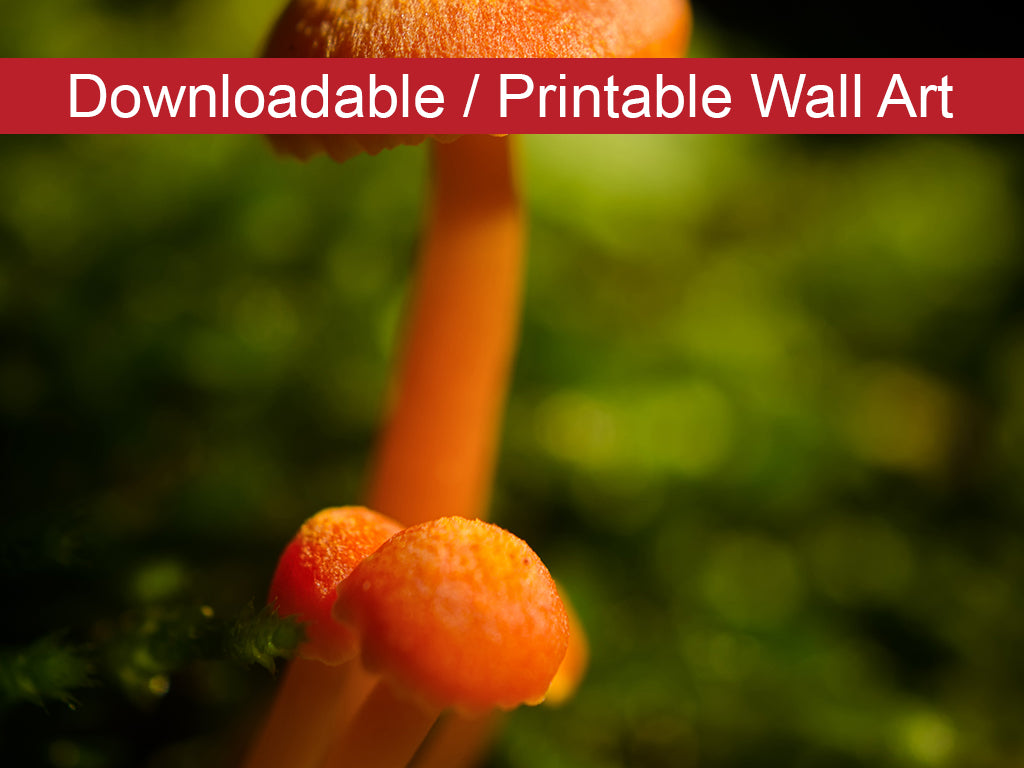 Button Top Mushrooms Botanical Nature Photo DIY Wall Decor Instant Download Print - Printable - PIPAFINEART