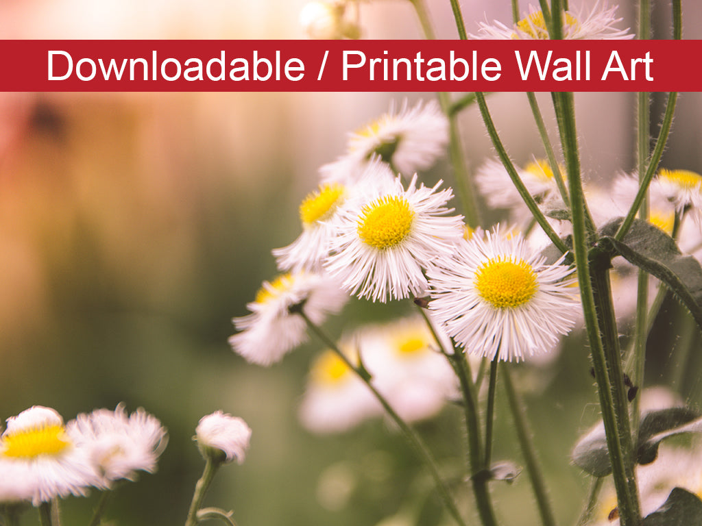 Philadelphia Fleabane Cluster Softened DIY Wall Decor Instant Download Print - Printable Wall Art - PIPAFINEART