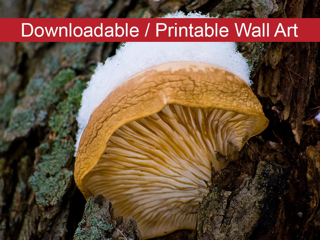 Snow Fungus Botanical Nature Photo DIY Wall Decor Instant Download Print - Printable - PIPAFINEART