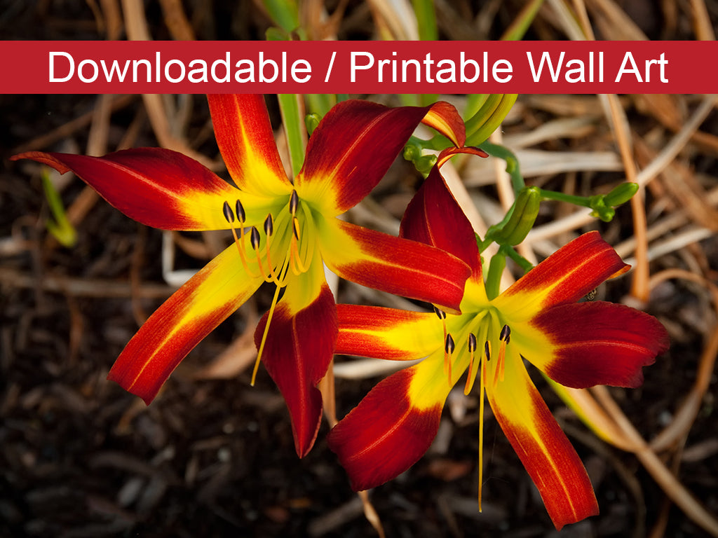 Royal Sunset Lily DIY Wall Decor Instant Download Print - Printable Wall Art  - PIPAFINEART