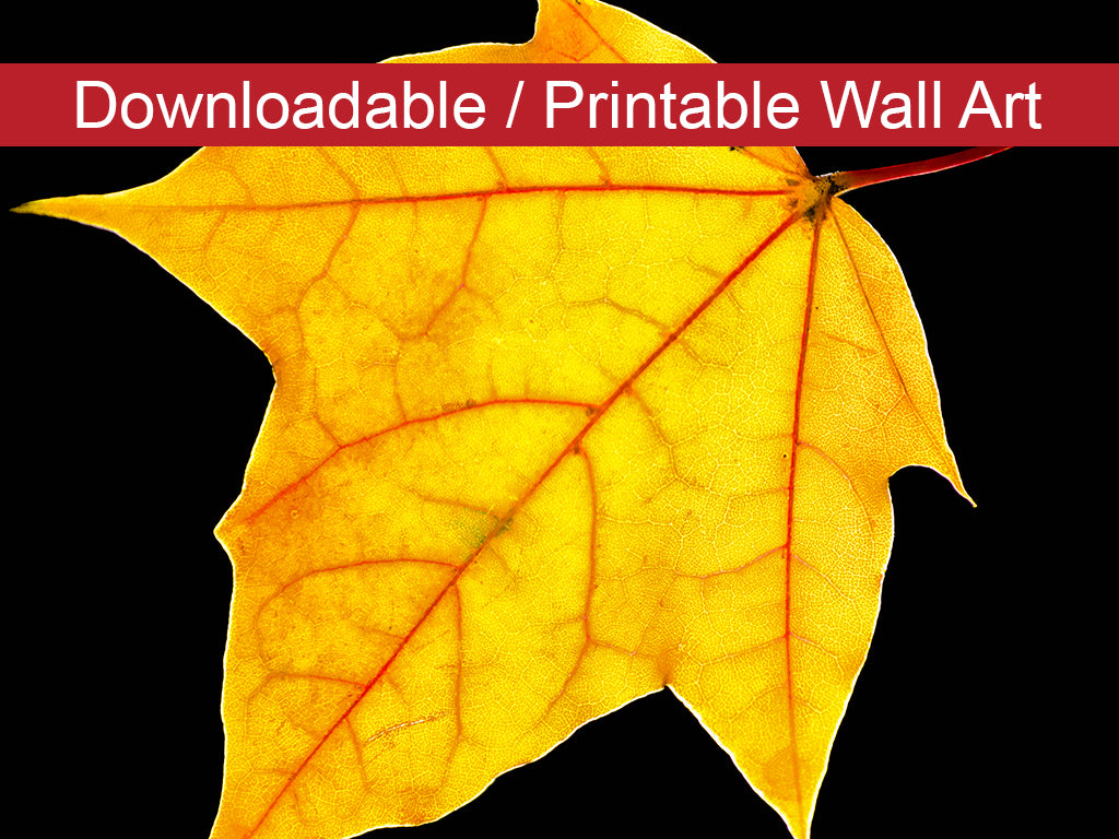 Brilliant Yellow Botanical Nature Photo DIY Wall Decor Instant Download Print - Printable - PIPAFINEART