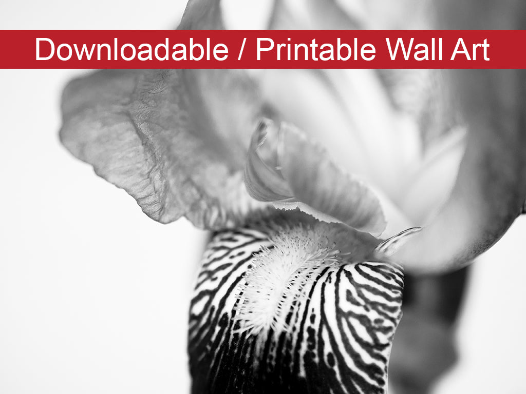 Bold Iris on White Floral Nature Photo DIY Wall Decor Instant Download Print - Printable - PIPAFINEART