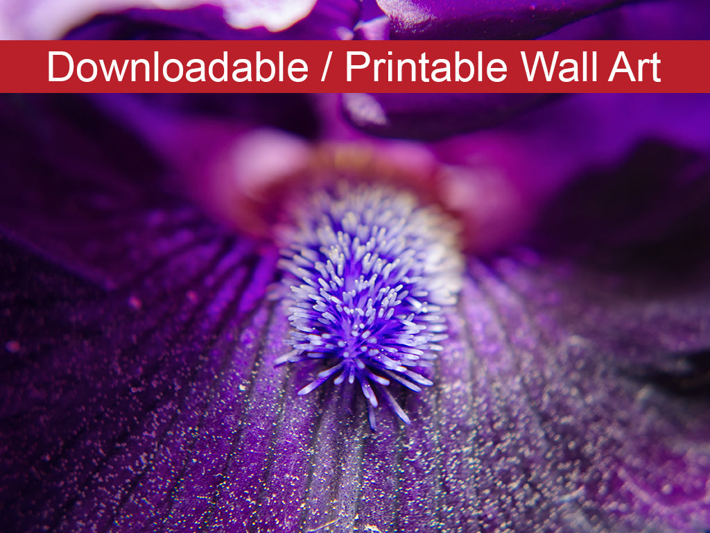 Eye of Iris Floral Nature Photo DIY Wall Decor Instant Download Print - Printable - PIPAFINEART