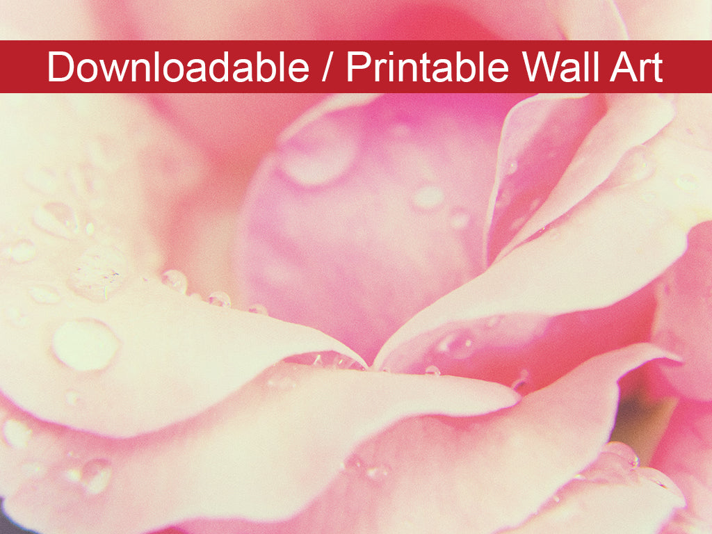 Softened Rose DIY Wall Decor Instant Download Print - Printable Wall Art - PIPAFINEART