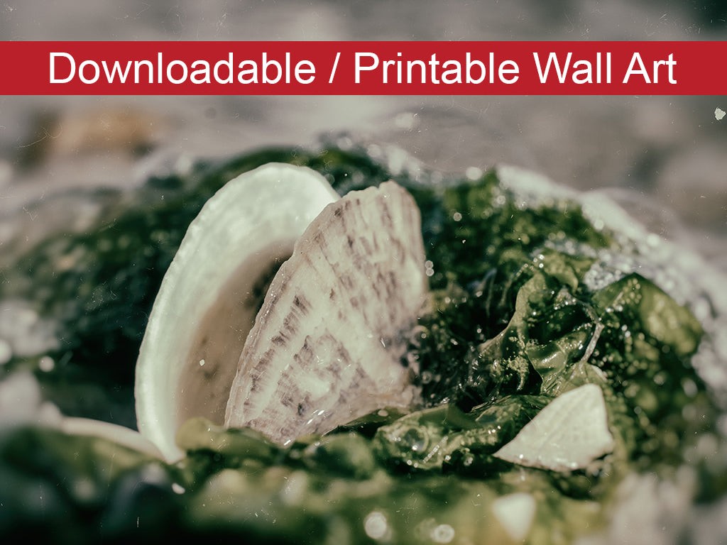 Seaweed and Shells DIY Wall Decor Instant Download Print - Printable Wall Art - PIPAFINEART