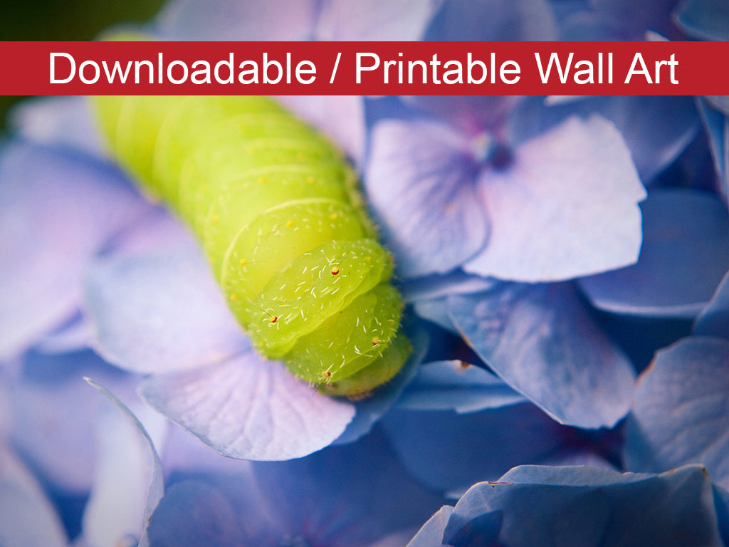 Simple Wall Print Design: Actias Luna Larvae on Hydrangea Floral Nature Photo DIY Wall Decor Instant Download Print - Printable - PIPAFINEART